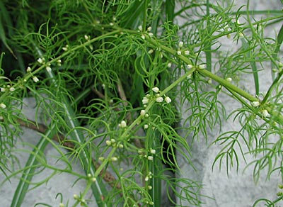 �L�W�J�N�V