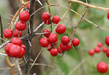 �L�W�J�N�V