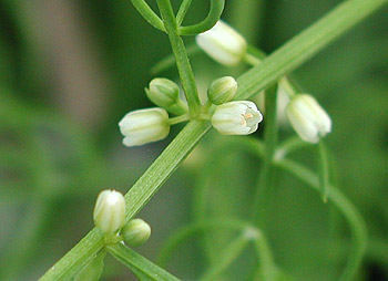 �L�W�J�N�V