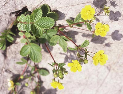 �L�W���V��