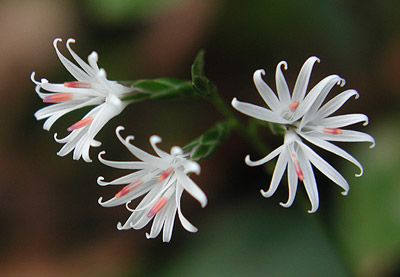 �L�b�R�E�n�O�}