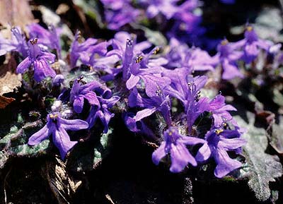 �L�����\�E