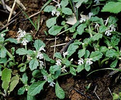 �L�����\�E����