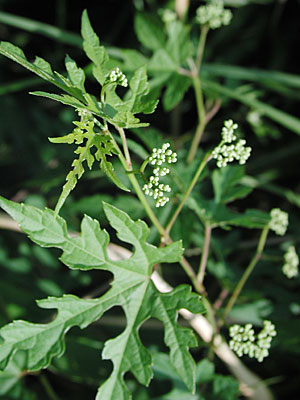 �L���n�m�u�h�E