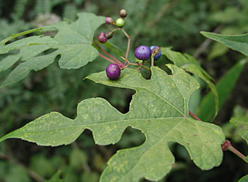 �L���n�m�u�h�E