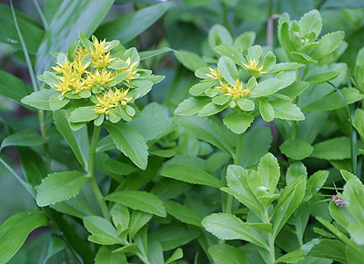 �L�����\�E