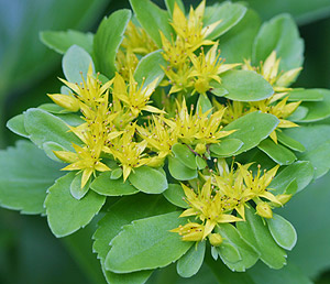 �L�����\�E