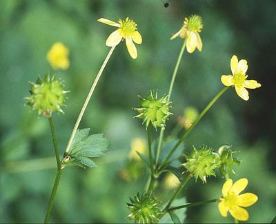 �L�c�l�m�{�^��