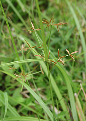 �R�A�[�K���c��