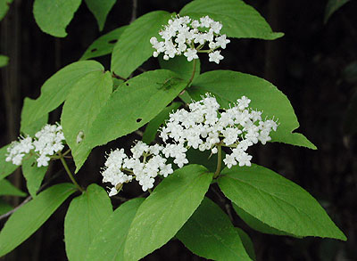 �R�o�m�K�}�Y�~