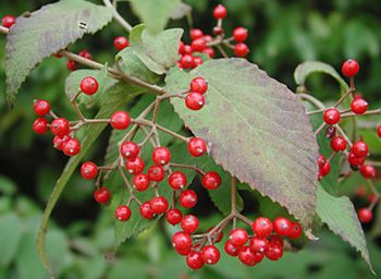 �R�o�m�K�}�Y�~