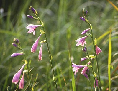 �R�o�M�{�E�V