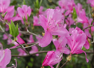 �R�o�m�~�c�o�c�c�W