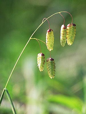 �R�o���\�E