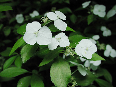 �R�K�N�E�c�M