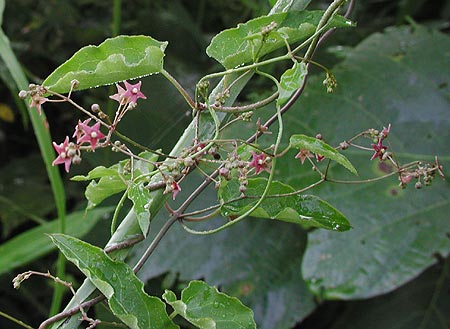 �R�J�����d��