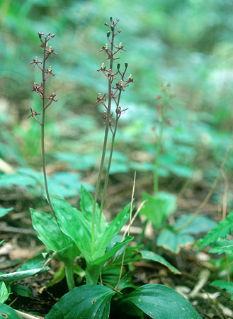 �R�N����