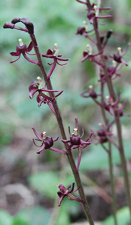 �R�N����