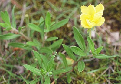 �R�}�c���C�O�T