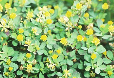 �R���c�u�c���N�T