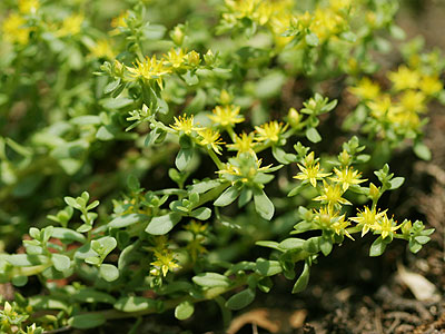 �R���`�}���l���O�T