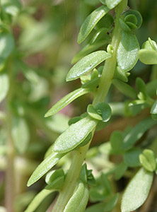 �R���`�}���l���O�T