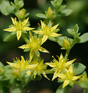 �R���`�}���l���O�T