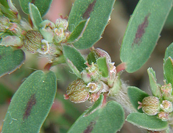 �R�j�V�L�\�E