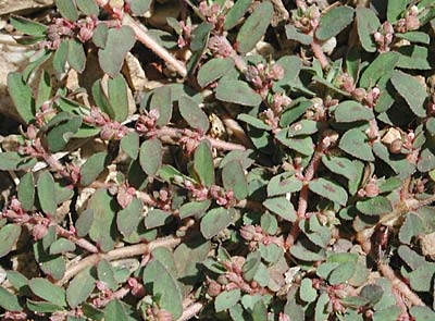 �R�j�V�L�\�E