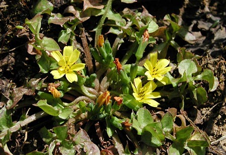 �R�I�j�^�r���R