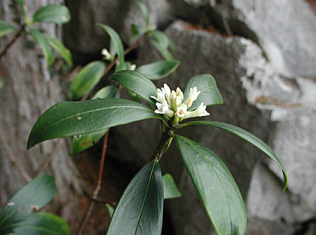 �R�V���E�m�L