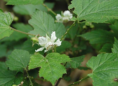 �N�}�C�`�S