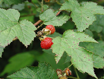 �N�}�C�`�S