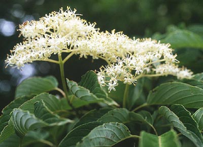 �N�}�m�~�Y�L