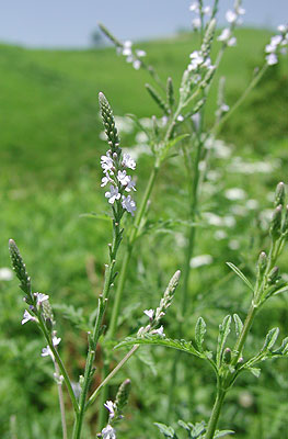 �N�}�c�d��