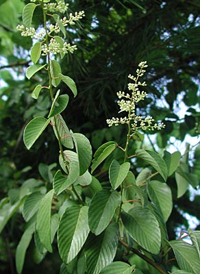 �N�}���i�M