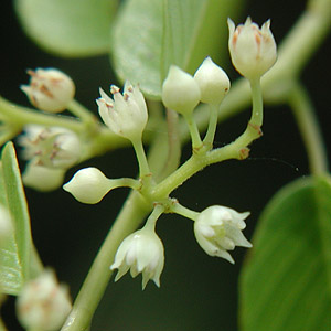 �N�}���i�M