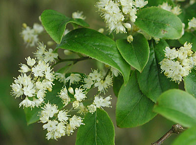 �N���~�m�T���t�^�M