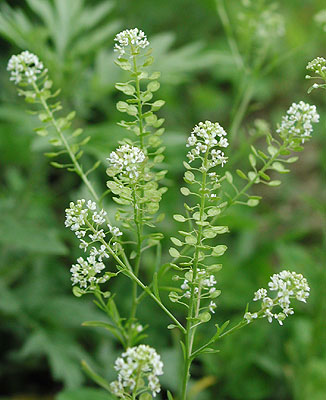 �}���O���o�C�i�Y�i