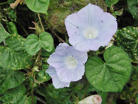 �}���o�A�����J�A�T�K�I