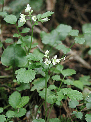 �}���o�R�������\�E