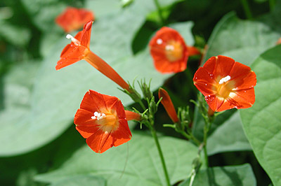 �}���o���R�E