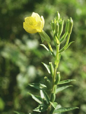 ���}�c���C�O�T