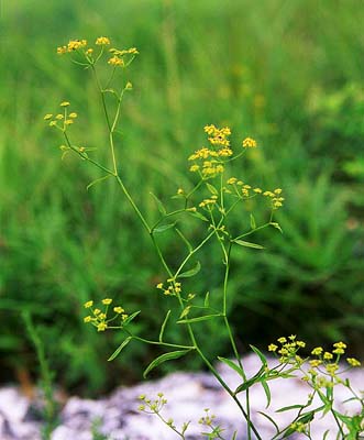 �~�V�}�T�C�R