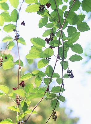 �~�c�o�A�P�r