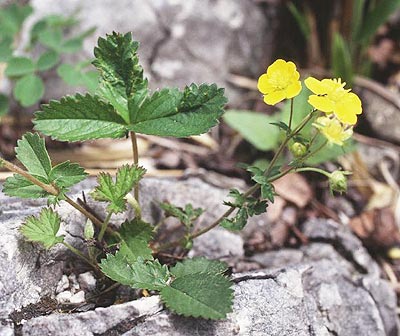 �~�c�o�c�`�O��