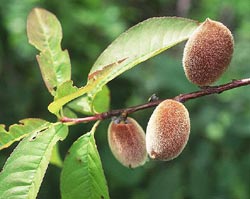 �����̎�