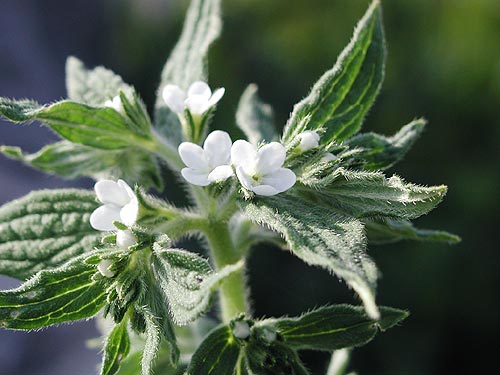 �����T�L