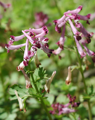 �����T�L�P�}��