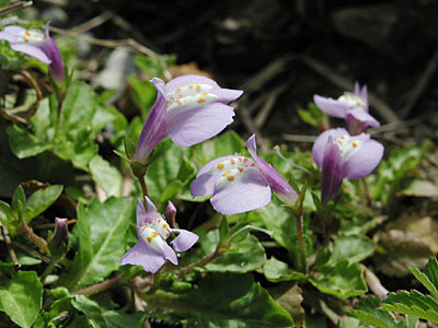 �����T�L�T�M�S�P